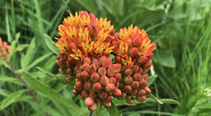 Asclepias tuberosa (Butterfly Weed)