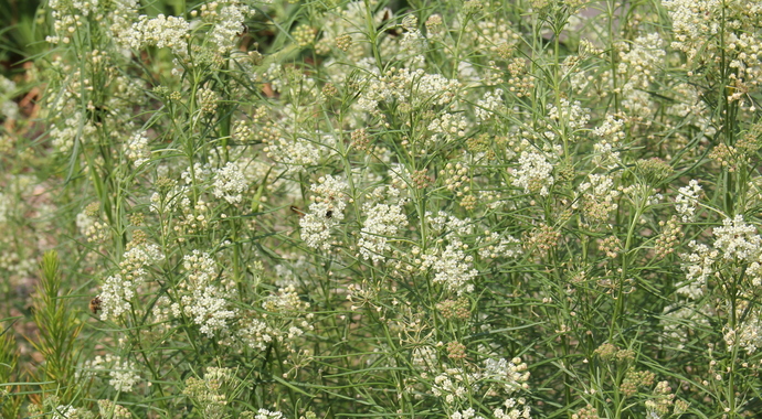 Asclepias verticillata (Whorled Milkweed)