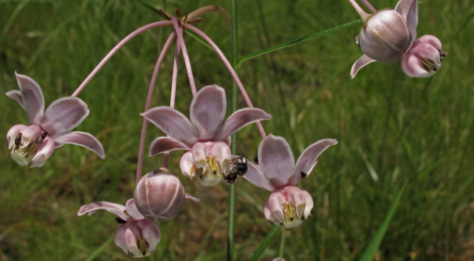 Asclepias cinerea (Carolina Milkweed)