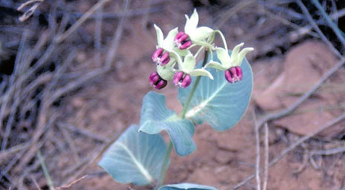 Asclepias cryptoceras (Jewel/Pallid Milkweed)