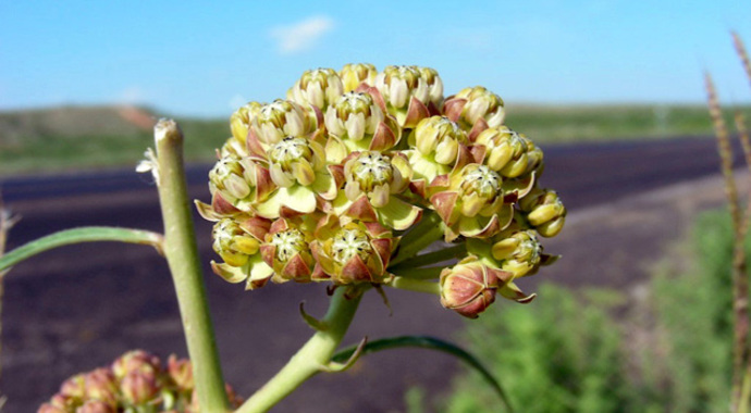 Asclepias engelmanniana (Engelmann's Milkweed)