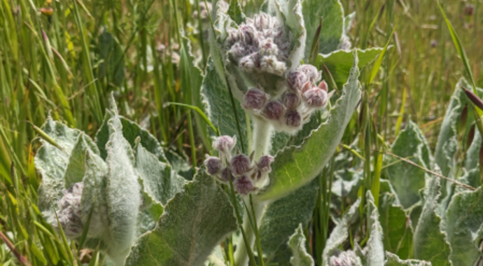 Asclepias californica (California Milkweed)
