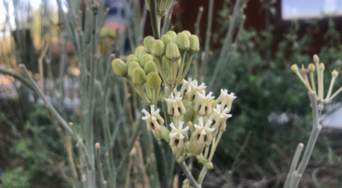 Asclepias subulata (Rush Milkweed)
