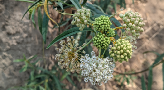 Asclepias fascicularis (Narrowleaf Milkweed)