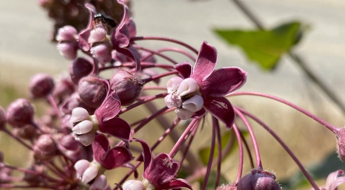 Asclepias cordifolia (Heartleaf Milkweed)
