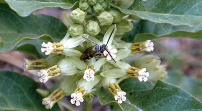 Asclepias oenotheroides (Zizotes Milkweed)