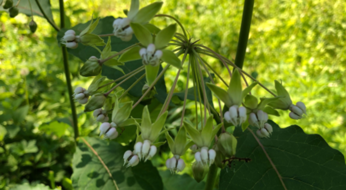 Asclepias exaltata (Poke Milkweed)