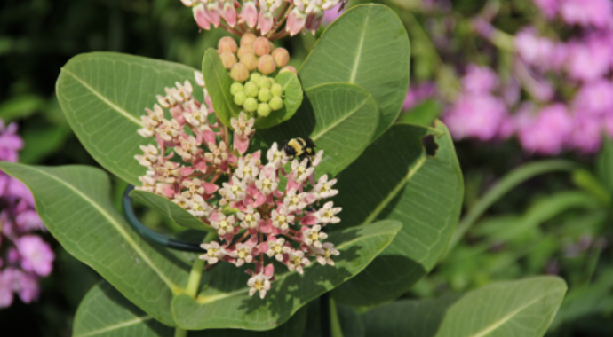 Asclepias sullivantii (Prairie/Sullivant's Milkweed)