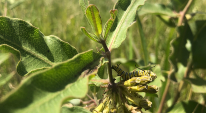 Asclepias viridiflora (Green Comet Milkweed)