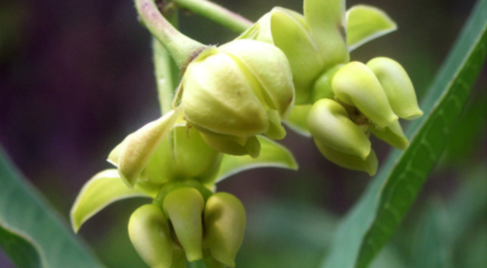Asclepias meadii (Mead's Milkweed)