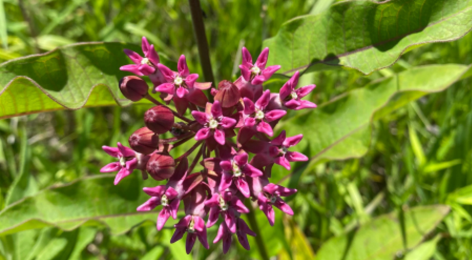 Asclepias purpurascens (Purple Milkweed)