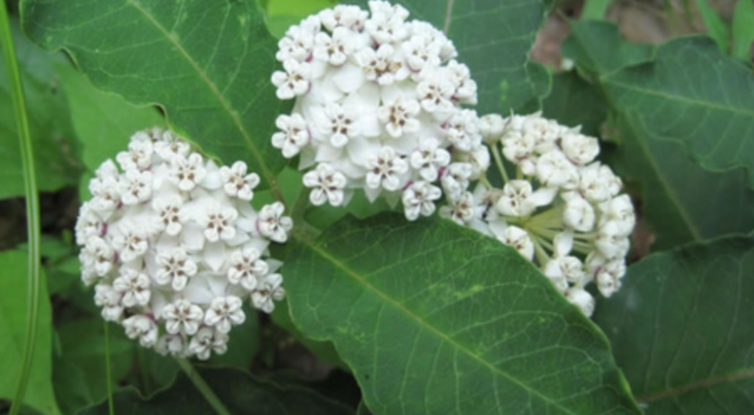 Asclepias variegata (Redring Milkweed)
