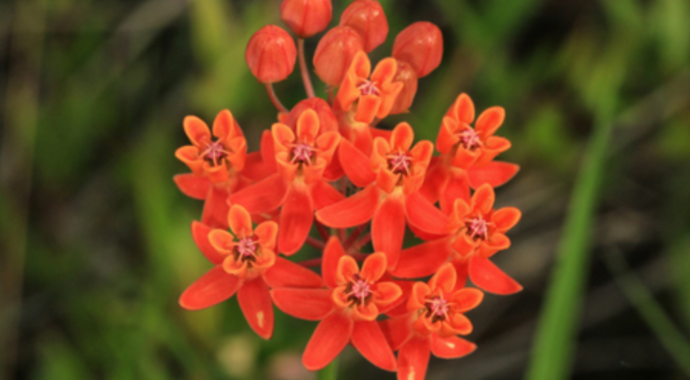 Asclepias lanceolata (Fewflower Milkweed)