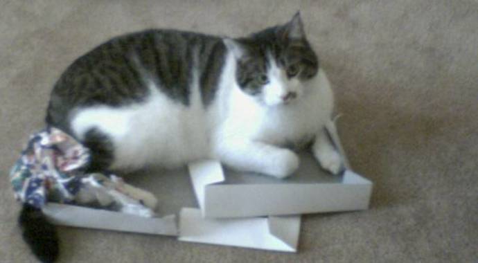 Cat Sponsorship