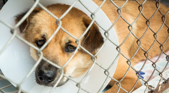 Vet Care for Rescues Grant Program