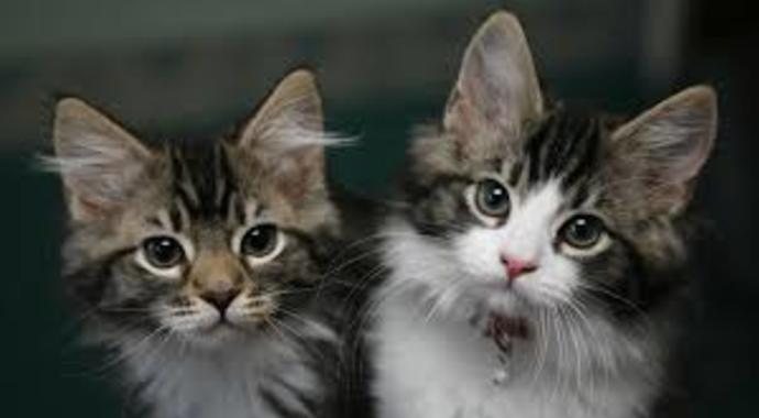 Caring for Cats