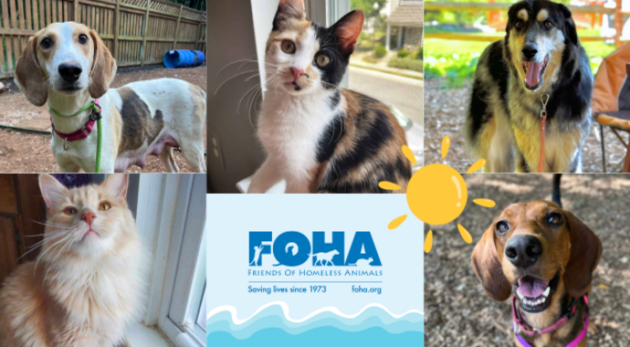 2024 Summer Appeal Main