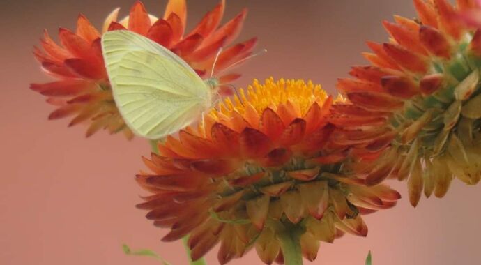 Mark Emmet Foster Memorial Fund