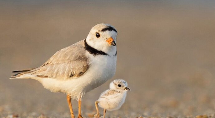 Friends of a Feather Monthly Giving