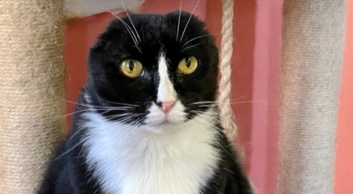 Lulu's Fund for Cat Repairs