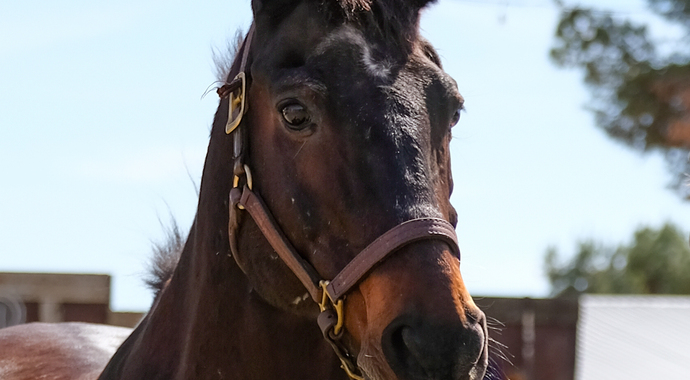 Sponsor Angus!