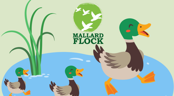 Mallard Flock