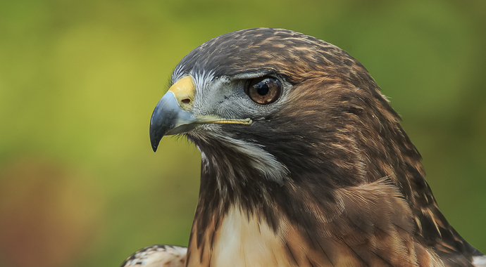 Adopt a Raptor