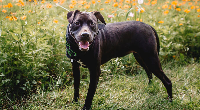 Sponsor an adoption!