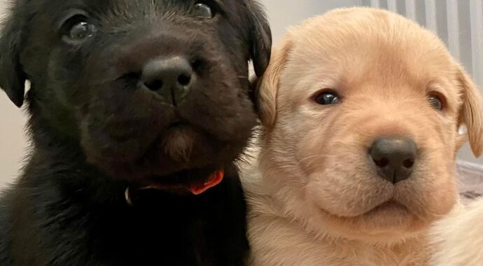 The Great Puppy Name-off 2024: DJRC: Chance
