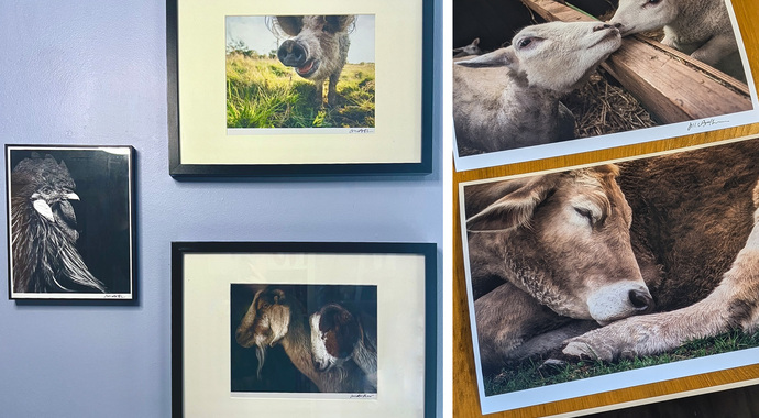 Help We Animals end 2024 on a high note!