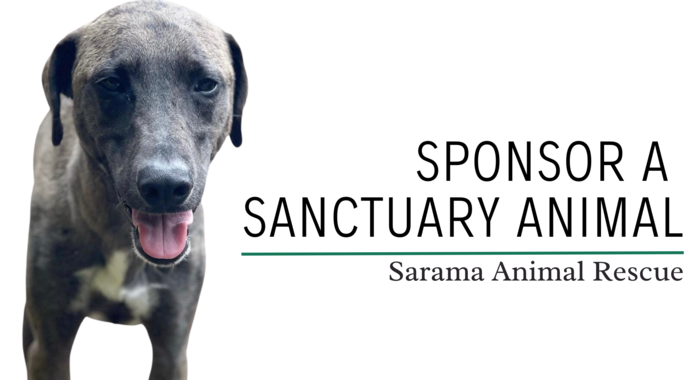 Sponsor A Sanctuary Dog