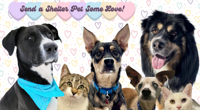 Valentine's Day Campaign