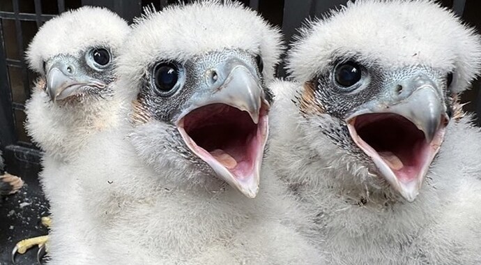 Providence Peregrine Livestream