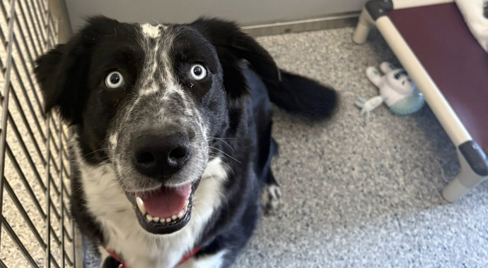 Community Kennel Sponsorship #2