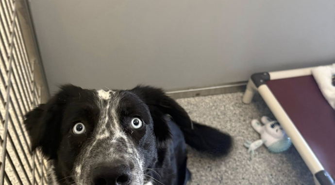 Community Kennel Sponsorship #2