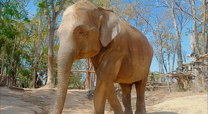 Saving Ghon Thong