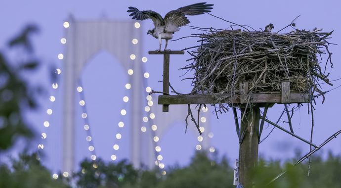 Conanicut Island Raptor Project