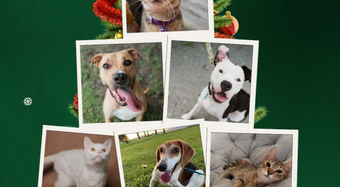 A Home for the Pawlidays 2025 EOY Campaign