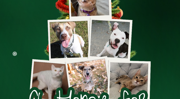 A Home for the Pawlidays 2025 EOY Campaign