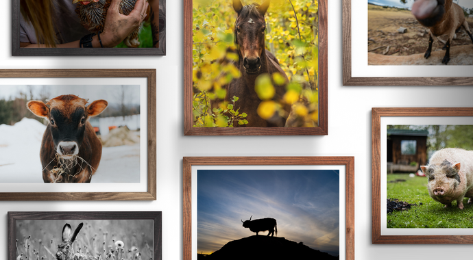 Help uncover hidden animal stories in 2026