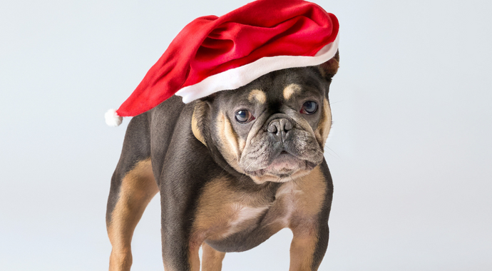 Home for the Pawlidays!