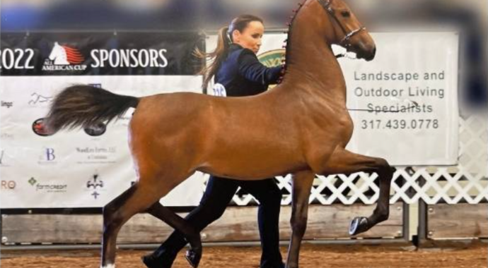 Half Saddlebred Futurity