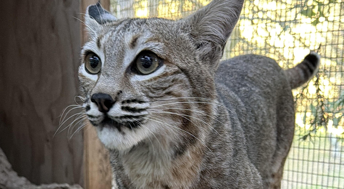 Enriched Lifetime Enclosure For Poppy