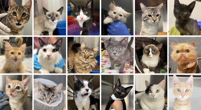 Woofstock Team Cats!