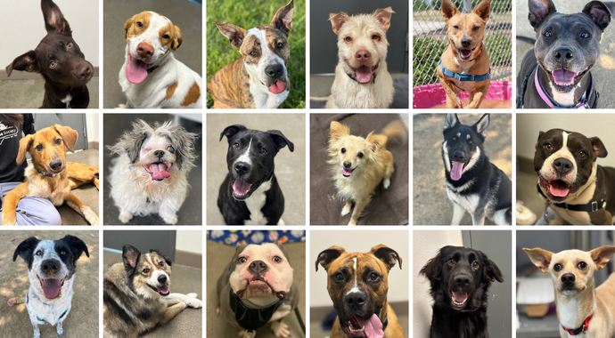 Woofstock Team Dogs!