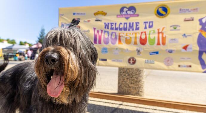 Woofstock 2026