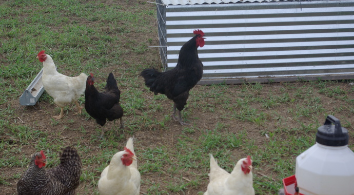 Chickens and Eggs