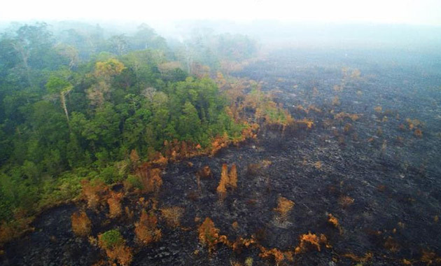 2016 Reforestation Appeal