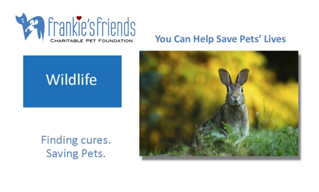 The Wildlife Fund