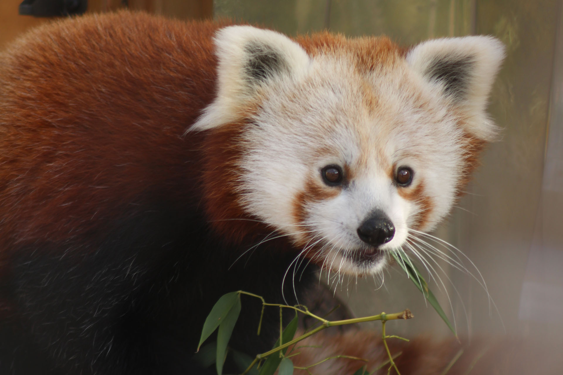 Support the Chattanooga Zoo